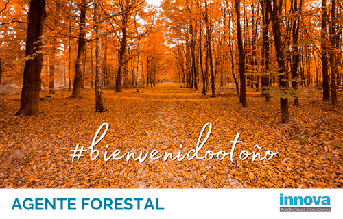 Este otoño, empieza a prepararte para Agente Forestal